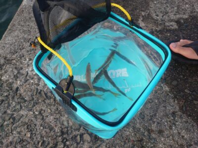 <p>沖の北内向き　足元サビキで豆〜小アジ・小〜中サバが釣れてました。</p><p>赤灯先端内向きでも豆〜小アジが釣れてました。</p>