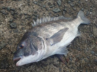 <p>沖の北内向き 豆アジ飲ませでチヌ！ライトゲームロッド+リーダーにチヌ針5号 </p>