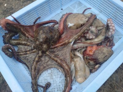 <p>パール竹村様　沖の北　ケーソン継ぎ目でタコ🐙苦潮がゆるんだのか昨日よりはかなり数が少なかったです。</p><p>旧一文字・中波止もゆるい苦潮のようでかなり低活性のようでした。</p>