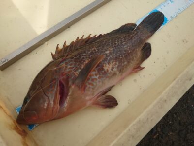 <p>山岸様　沖の北内向き　エビ撒き釣りでアコウ31cm！ガシラは釣れなかったそうです。</p>