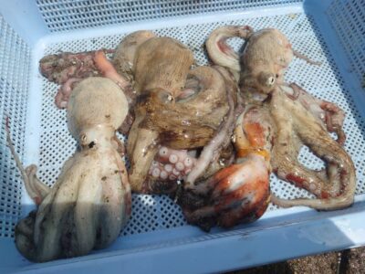<p>足立様　旧一文字赤灯周辺　タコエギで新子タコ🐙</p>