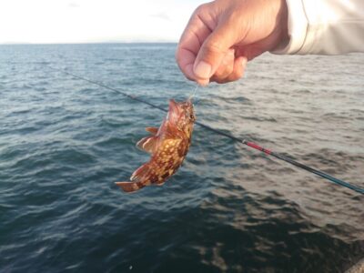 <p>旧一文字赤灯先端よりの外向き　エビ撒き釣り　ガシラ・アコウよく釣れてました。苦潮はないようです。</p>