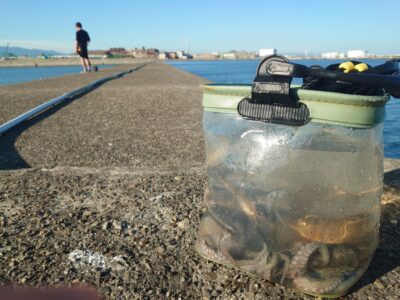 <p>中波止　内向き　タコエギで新子タコ🐙ポツリポツリですが普通に釣れます♪でも北みたいな良型は無し。</p><p>沖の北・旧一文字・中波止どこも数は似たような感じですね。</p>