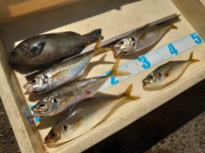 <p>三谷様　沖の北先端外向き　エビ撒き釣りでグレと中アジ！チビアコウは釣れるけどガシラはほぼなしとの事でした。</p><p>ガシラの釣れ具合で苦潮の感じがわかります。ガシラが入れ食いの時は底でタコもけっこう釣れます。</p><p>サビキでも小アジ釣れてました！他にサバとカタクチも♪</p>
