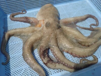 <p>岡本様　旧一文字赤灯内向き　タコエギで良型タコ980g🐙</p>