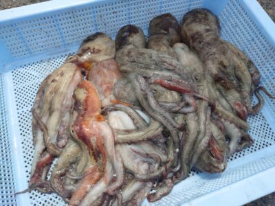 <p>マスカッツ様　旧一文字外向き　竿下を広く釣り歩いて新子タコ10杯🐙</p>