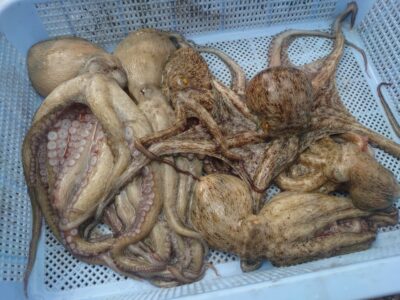 <p>⑨のこせがれ様　沖の北＆旧一文字　ケーソン継ぎ目を徹底的に狙ってタコ🐙</p>