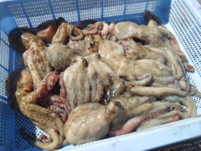 <p>オクトパスインフィニティ濱田様　旧一文字3番〜カーブ　イカエギ改で新子タコ🐙</p>