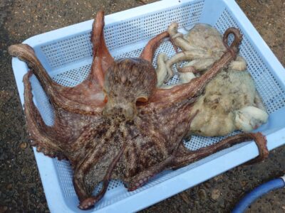 <p>匿名希望💕様　沖の北内向き　タコエギで良型タコ🐙</p><p>T岡さんがバラしたやつをハイエナ釣法♪※バラした方には許可もらってたそうです♪</p><p>バラしても逃げたところにタコエギが落ちればもう1回抱いてくることがけっこうあります！バラしても諦めずにすぐに仕掛けを入れましょう！</p><p>バラしてる方がいたらすぐに仕掛けを…。まぁ別のタコが抱いてきてる可能性もあるとは思いますけど。</p>