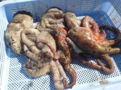 <p>亀本名人　中波止2番　イカエギ改で新子タコ🐙</p>