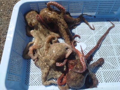 <p>久だこ様　沖の北オイルフェンス内側内向きで新子タコ3つ🐙7時便でカーブに移動後1つ🐙</p>