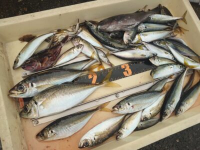 <p>川原鮮魚店様　沖の北先端外向き　サビキで豆〜小アジ！大きいアジはエビ撒きで♪</p>