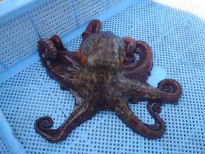 <p>旧一文字赤灯　タコエギで新子タコ🐙</p>