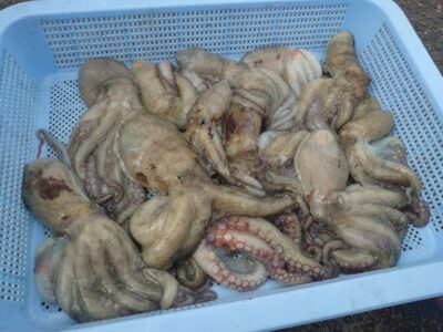 <p>岡本様　旧一文字3番周辺　タコエギでタコ🐙</p><p>早朝に足元で連発したそうです♪</p>