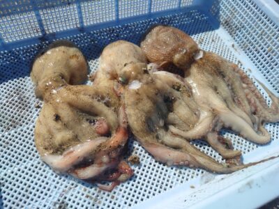 <p>青森に転勤のとらお君　旧一文字3番外向き　タコエギで新子タコ🐙</p><p>「ミズダコの釣果待ってますよ♪」</p>