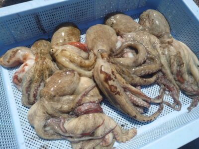 <p>タコ村様　沖の北のケーソン継ぎ目では釣れなかったそうです。旧一文字3番に移動後、内向き足元でなんとかゲット♪</p>