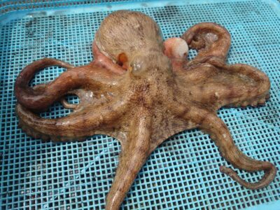 <p>ハンター高倉様　沖の北内向き　タコエギで良型タコ🐙これの他に良型2つポロリ。</p>