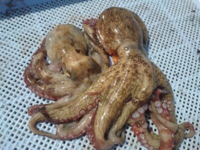 <p>タコハル様　旧一文字カーブ　タコエギで新子タコ🐙</p>