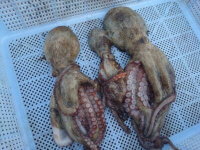 <p>M様 旧一文字3番〜カーブ イカエギ改で新子タコ🐙</p>
