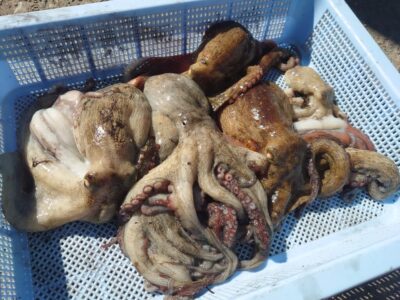 <p>オクトパスインフィニティHのお弟子様　旧一文字3番〜カーブ外向き　イカエギ改で新子タコ🐙</p><p>重量では師匠に勝ってそうでしたけど…♪サイズがいいのはカーブ外向きで朝の時合い後に釣れたそうです。</p>