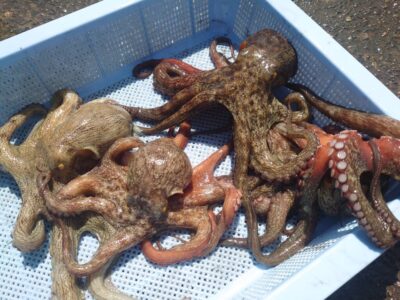 <p>⑨中村様　旧一文字赤灯　先端付近継ぎ目とタコエギで新子〜良型タコ🐙</p>