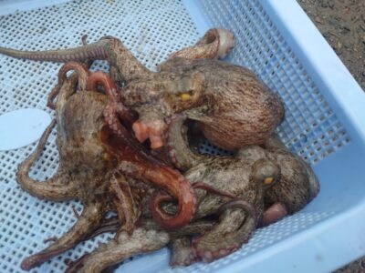 <p>継ぎ目の鉄人西森様　沖の北　ケーソン継ぎ目で新子タコ🐙</p>