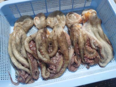 <p>大迫様　旧一文字赤灯〜2番外向き　タコエギで新子〜良型タコ🐙全て遠投での釣果です。</p>