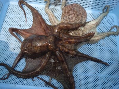 <p>西森様　沖の北内向き　タコエギで良型タコ🐙</p>