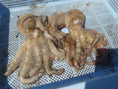 <p>ミラクル宮崎様 旧一文字3番〜カーブ 竿下タコジグで新子タコ🐙</p>