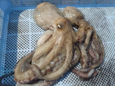 <p>足立様 旧一文字3番 タコエギで新子タコ2つ🐙+3バラし…。触ってのらないとかバラし多いんで低活性ですね。</p>