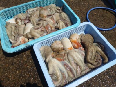 <p>タコ村様　沖の北　ケーソン継ぎ目＆タコエギで新子〜良型タコ大漁🐙</p>