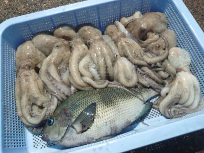 <p>しゅん君　旧一文字赤灯内向き　竿下タコジグで新子タコ🐙早朝足元で連発したそうです♪</p>