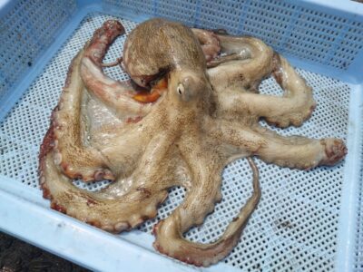 <p>旧一文字赤灯内向き　タコエギで良型タコ700g🐙</p>