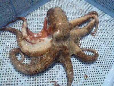 <p>旧一文字赤灯　タコエギで新子タコ🐙</p>