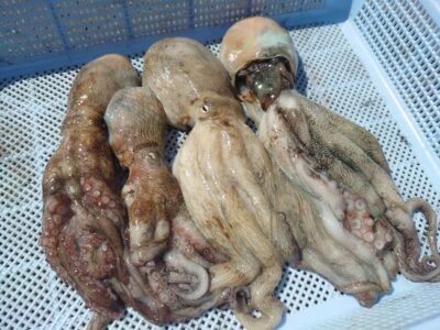 <p>N様 旧一文字カーブ〜白灯 イカエギ改で新子タコ🐙早朝けっこう触ってきたそうですが、触るだけでのらず…。</p>