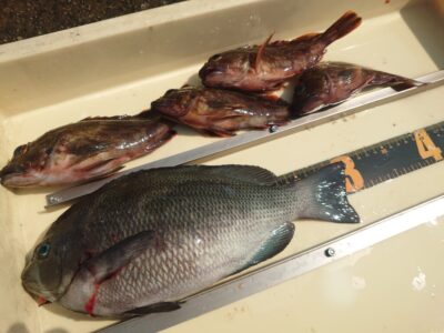 <p>川原鮮魚店様 沖の北外向き エビ撒き釣りでガシラと良型グレ！苦潮はないようでガシラ・チビアコウよく釣れてました。</p>