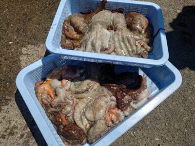 <p>森様　沖の北　ケーソン継ぎ目で新子〜良型タコ大漁🐙</p><p>早朝の継ぎ目はほとんど釣れてなかったんですが、後半に時合いがあったようです。</p><p>継ぎ目も多少時合いってありますし1日の中で苦潮の加減も変化があるのでこういうことが起こりますね。</p>