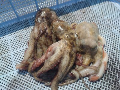 <p>合田様 旧一文字カーブ タコエギで新子タコ🐙</p>