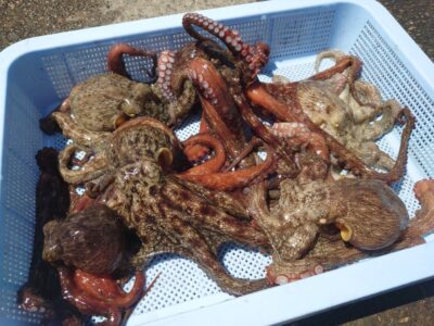 <p>にったこ様　沖の北オイルフェンス内側内向き　タコエギで良型タコ🐙</p>