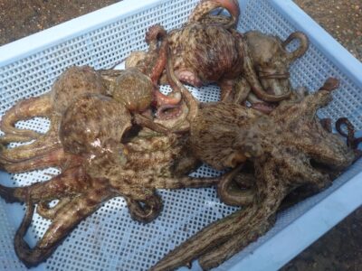 <p>⑨中村様　旧一文字赤灯〜3番　タコエギで新子タコ🐙</p>