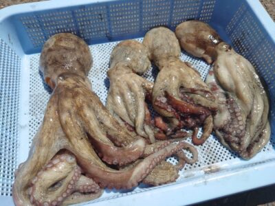 <p>阿田様　旧一文字赤灯外向き　タコエギで良型タコ🐙</p>