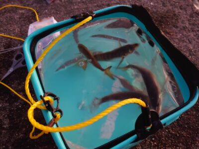 <p>沖の北内向き　足元サビキで豆〜小アジ！飲ませに使えるサイズもぼちぼち釣れてました♪</p>