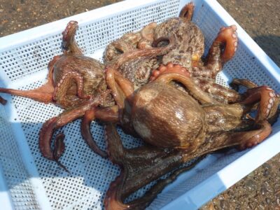<p>松村名人 沖の北内向き 長竿+タコジグで良型タコ🐙</p><p>早朝と下げが効き出した9時半頃に釣れたそうです♪</p>