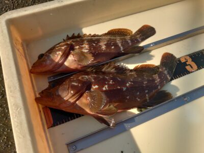 <p>岩田様 中波止2番 エビ撒き釣りでアコウ！</p>