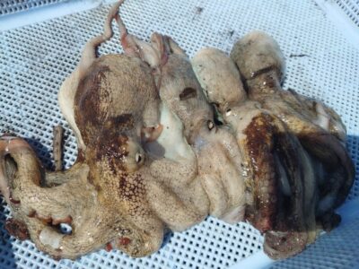 <p>阿田様　沖の北　ケーソン継ぎ目で新子タコ🐙</p>