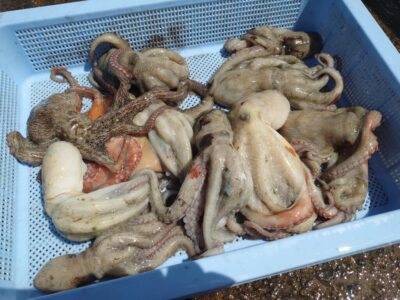 <p>沖の北　ケーソン継ぎ目で新子タコ🐙</p>