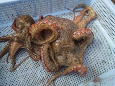 <p>久だこ様 沖の北内向き タコエギで良型タコ770g🐙小さいのはリリース♪</p>