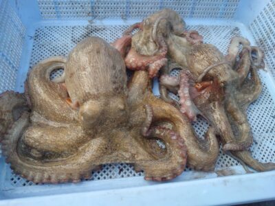 <p>小林様 旧一文字3番周辺 タコエギで新子〜良型タコ🐙</p>