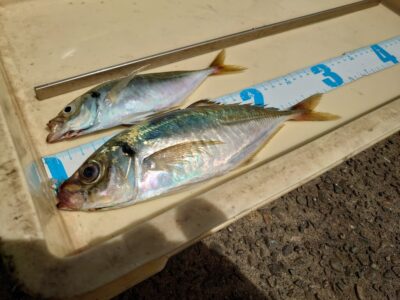 <p>しゅん君　沖の北外向き　エビ撒き釣りで中アジ！根魚は全く釣れなかったそうです。</p><p>継ぎ目で釣れてるタコの感じからして、いつもよりきつめの苦潮でしたね。苦潮がきれいにとれるとガシラが入れ食いになるし…。アコウにちょうどいい潮加減って難しい。行ってみないとわからんし…。でも今が良型アコウのチャンスなんですよね。</p>