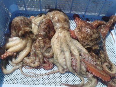 <p>やーたこ様 沖の北奥の方内向き タコエギで新子タコ🐙</p>